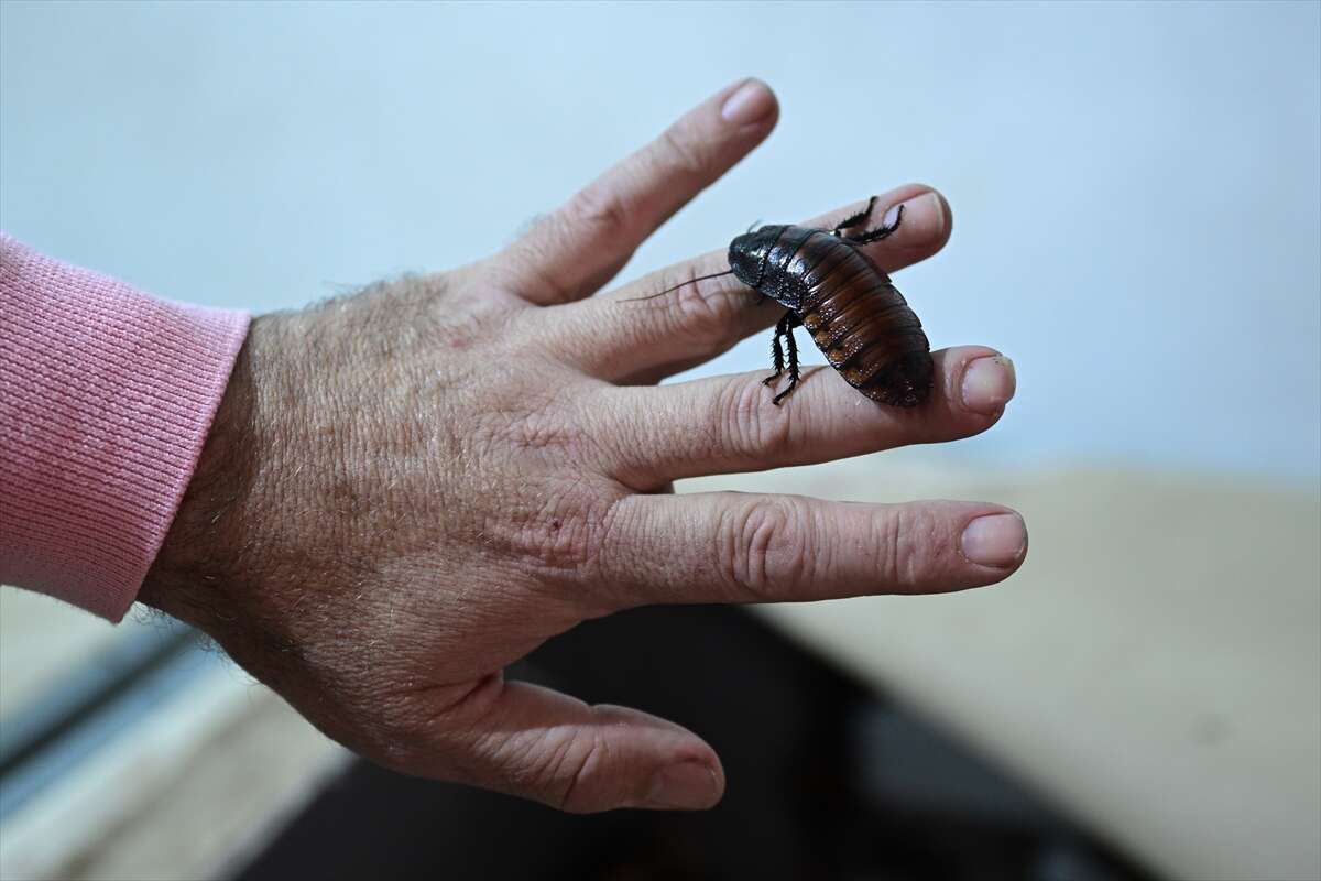 Antalya’da üretilen böcekler Konya’da köpek mamasına dönüşüyor 13